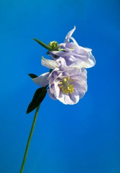 aquilegia blossom with stipe on blue background