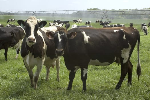 Dairy cattle enjoy new spring grass in the field with the large irrigation equipment.