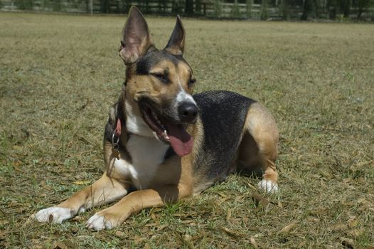 A German Shepherd relaxes on the grass.