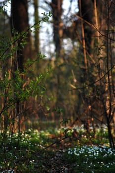 spring in the forest in Poland