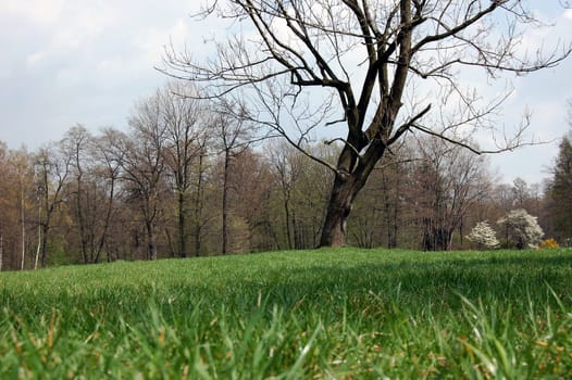 tree on a green grass in Poland