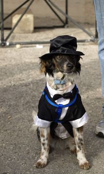 Little dog in cute clothing in Malta