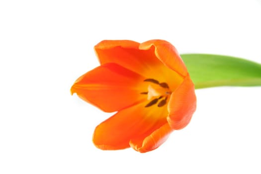 a single Tulip isolated on a white background with copy space available.
