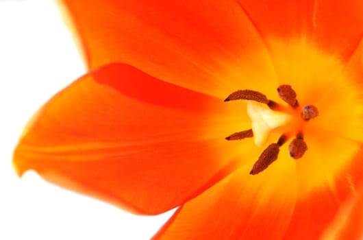 close up of an orange tulip on a white background.
