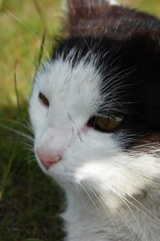 cat's head isolated on the background