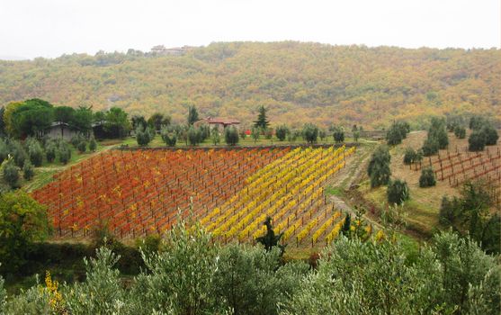 A vineyard in Chianti Tuscany, Italy.
