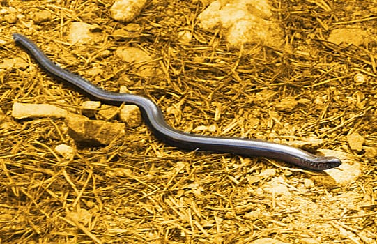 Coppersnake in Nacka nature reserve