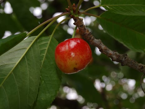 the cherries in summer
