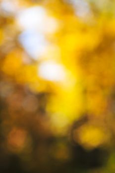 Green natural background of out of focus autumn forest or bokeh
