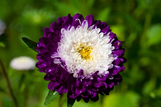 close-up single purple-white aster on green grass background