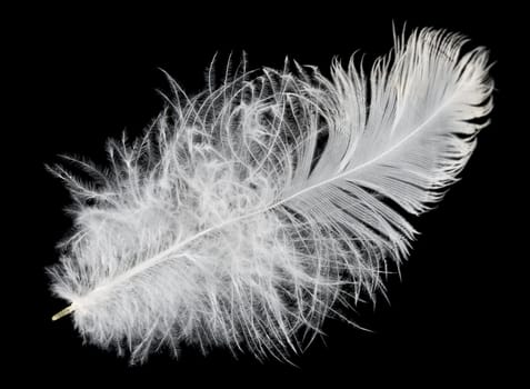 close-up white feather, isolated on black