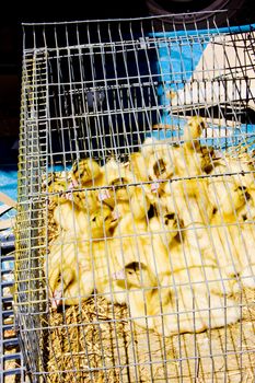 ducklings at street market of Trancoso, Beira Province, Portugal