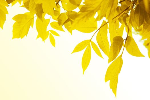 Frame of yellow leaves over light yellow back