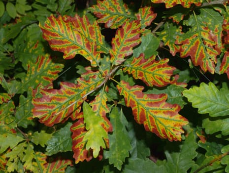 the coloured leaves, the autumn is starting