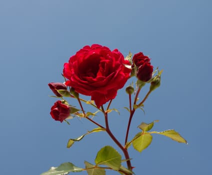 the rose with buds against blue sky
