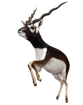 Male Springbok (Antidorcas marsupialis) isolated with clipping path      