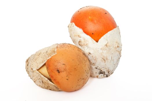 two young Amanita Caesarea mushroom isolated on white background