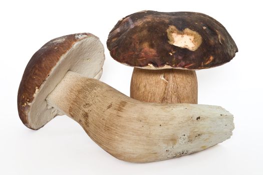 two boletus edulis isolated on white background