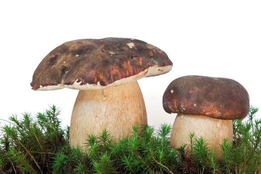 two boletus edulis on musk  isolated on white background