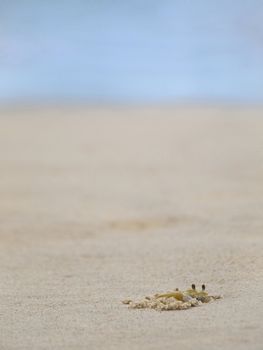 A ghost crab digging in the sand on a tropical beach.