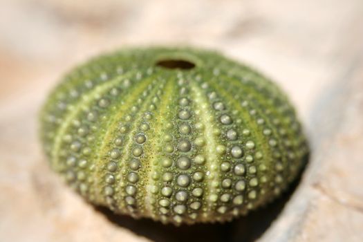 sea urchin caught in Adriatic Sea (Croatia)