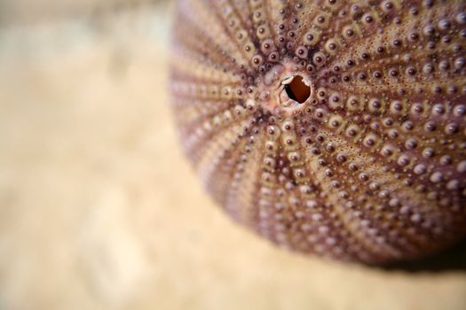 sea urchin caught in Adriatic Sea (Croatia)
