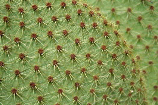 cactus leaf in the desert
