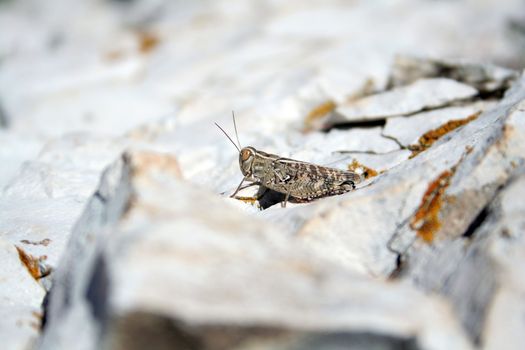 grasshooper on the rocky beach in Croatia