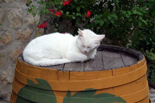 cat sleeping on the barrel in Ston (Croatia)