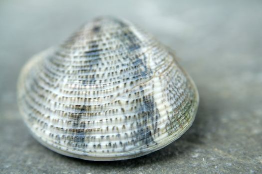a small shell found in the sea