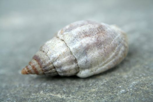 a small shell found in the sea
