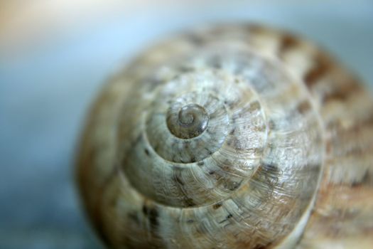 a small shell found in the sea