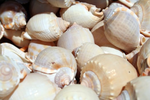 snail shells in the market in Montenegro