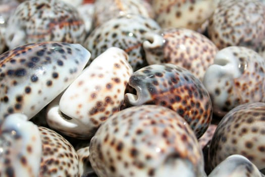 few shells in the market in Montenegro