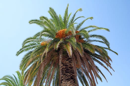 palm tree in dalmatian coast (trogir)