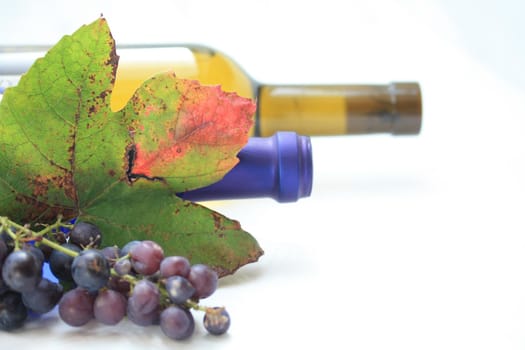 Autumn colored grape leaves, grapes and wine bottles