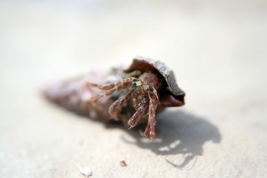 hermit crab and his shell