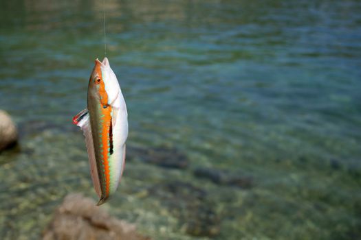 exotic fish caught in Adriatic sea