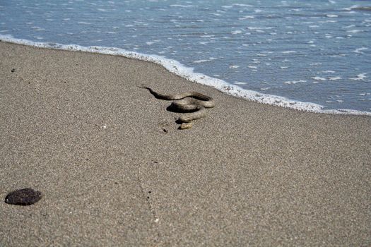 wild snake on the beach in Montenegro