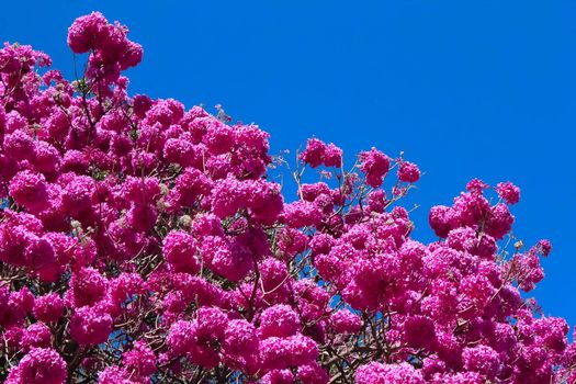 Ipe brazilian pink tree against the sky