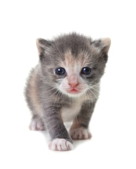 Adorable Cute Kitten on a White Background