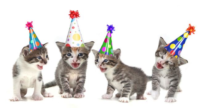 Singing Kittens on a White Background With Birthday Hats