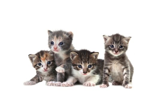 Adorable Cute Kittens on White Background