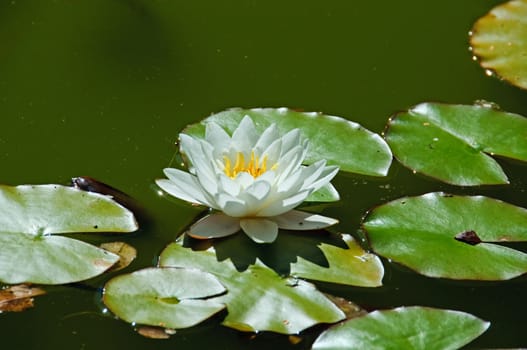 A white water lily and green leaves