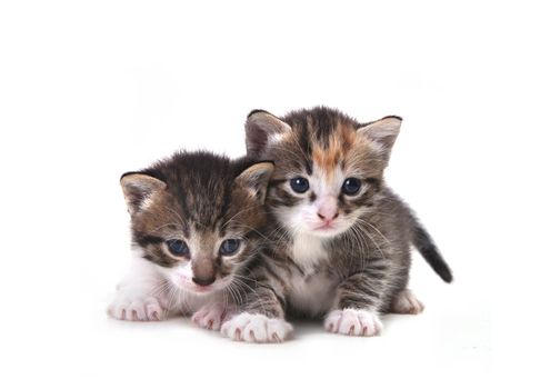 Adorable Cute Kittens on White Background