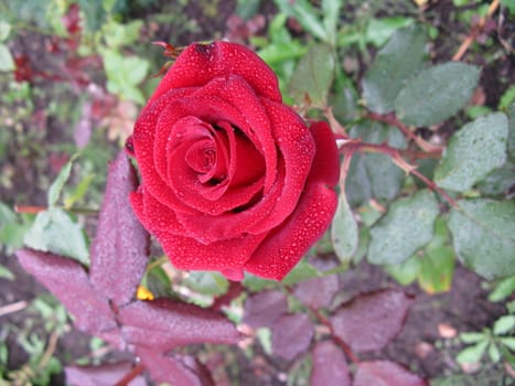  red rose after the rain