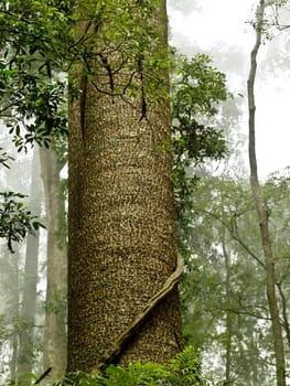 Australiana Majestic bunya pine tree trunk towers above australian rainforest Bunya mountains  Queensland