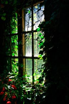 An old window overgrown with ivy and Begonia