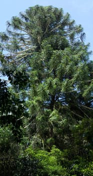 Australiana -  crown of the Majestic bunya pine tree towering above australian rainforest Bunya mountains  Queensland
