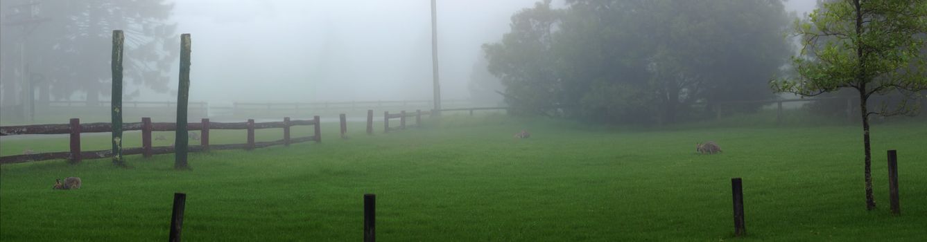 misty morning on the Bunya Mountains with wallabies feeding on lush green grass